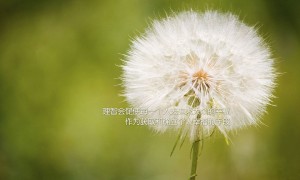 保衛蘿卜4法老歸來108關怎么過 第108關通關攻略