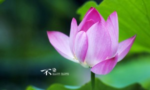 秘魯杯:本廷塔克納vsCSD尤文圖德多明戈賽前分析