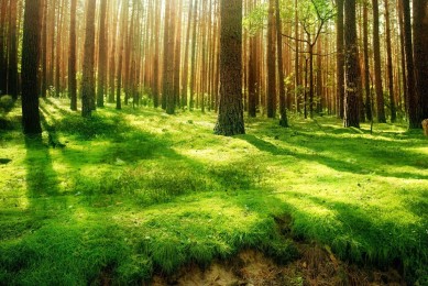 2025年三輪車十大品牌排行榜