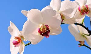 小安素奶粉的功效真的能全面改善寶寶的營養狀況嗎？