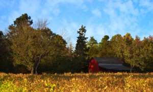 新生兒羊奶粉好還是牛奶粉好？哪種更適合寶寶的健康成長？
