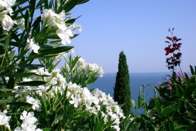 橘紅和化橘紅的區別是什么？