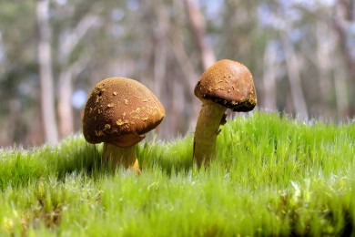 日本快餐品牌有哪些特色與選擇？