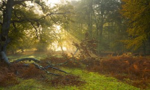 小孩感冒能喝奶粉嗎？——全面解析嬰幼兒感冒期間的飲食選擇